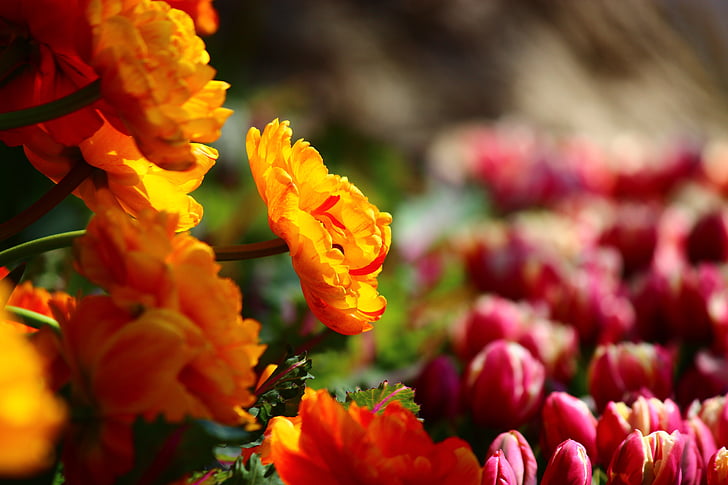 beskjeden gule tulipaner, utmerket, tulipaner, Konya, natur, blomst, anlegget