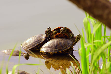 turtle, pond, clean, 3 animals, sun