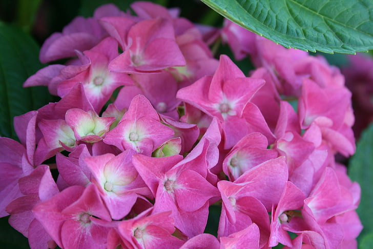 hydrangea, chistmas rose, very pink, florrets, white centres, dense, dainty