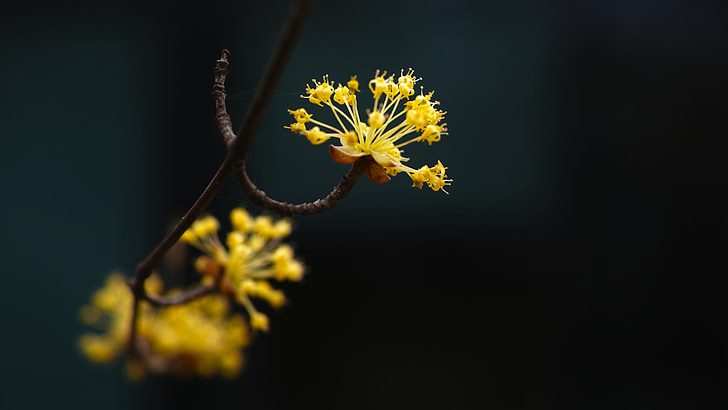 Cornus, zgodaj spomladi, rumenimi cvetovi, byeokchoji
