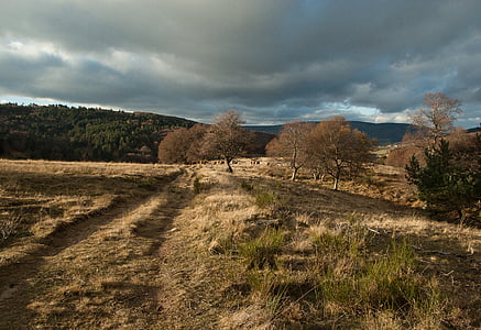 lozère, path, pastures, herd, field, tree, road