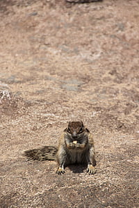 chipmunk, frontal, nager, rodent, squirrel, furry, canary islands