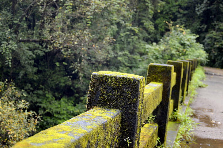bridge of sighs, bridge railing, concrete railings, daylight, depth of field, flora, forest