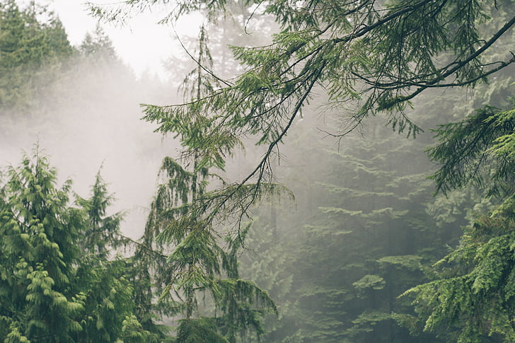 oddziały, mgła, mglisty, lasu, zielony, Natura, drzewa