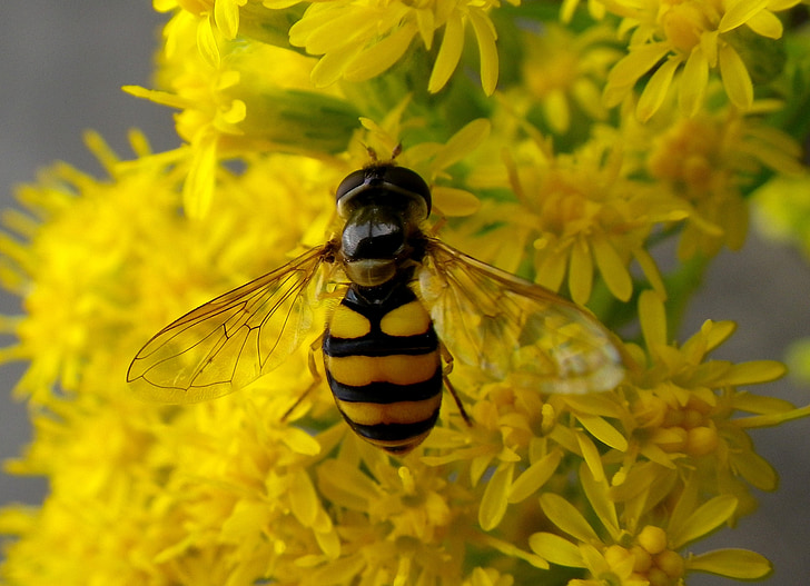 hoverfly, insect, macro