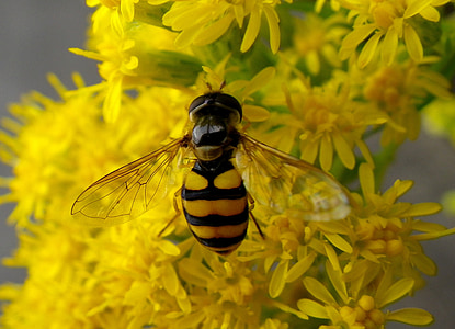 Hoverfly, insectos, macro