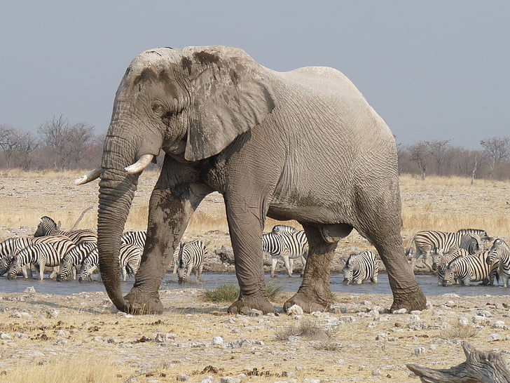 éléphant, Etosha, Namibie, l’Afrique, faune, animaux Safari, nature