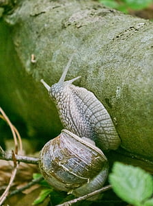 snail, forest, mucus, churches, animal, mollusk, nature
