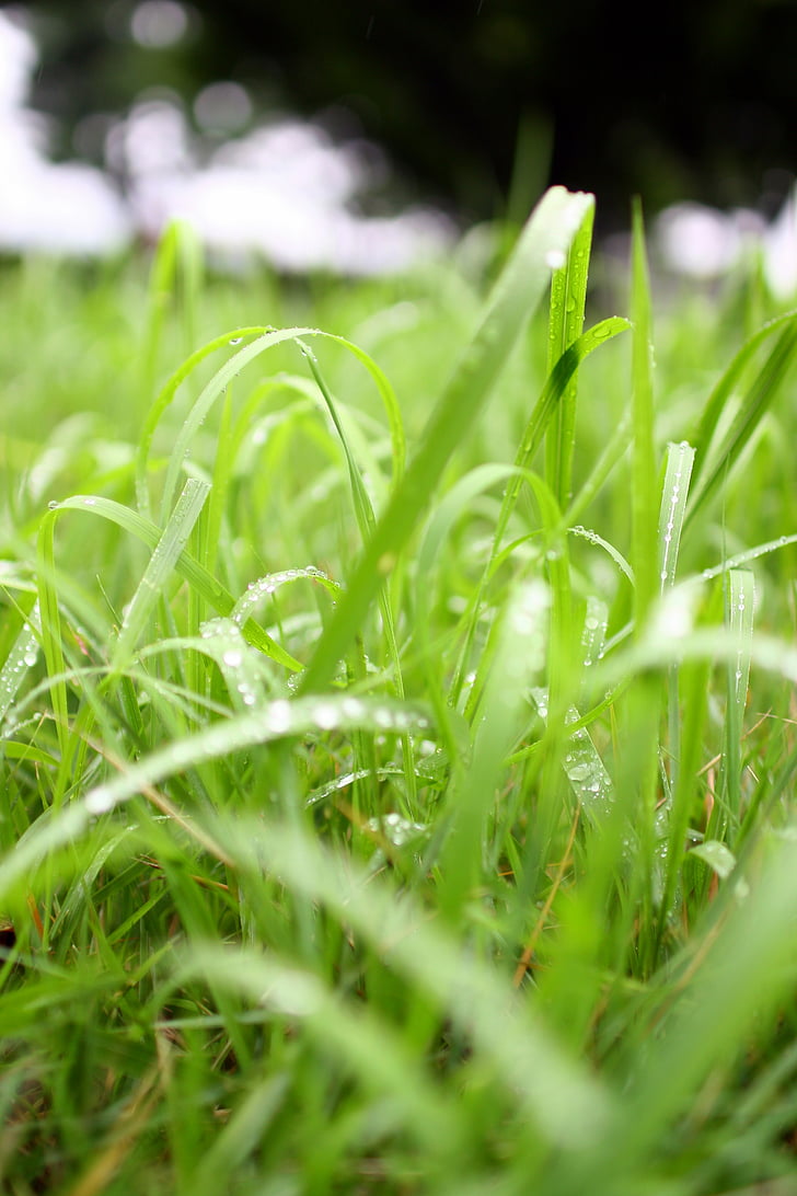 nature, grass, raindrops