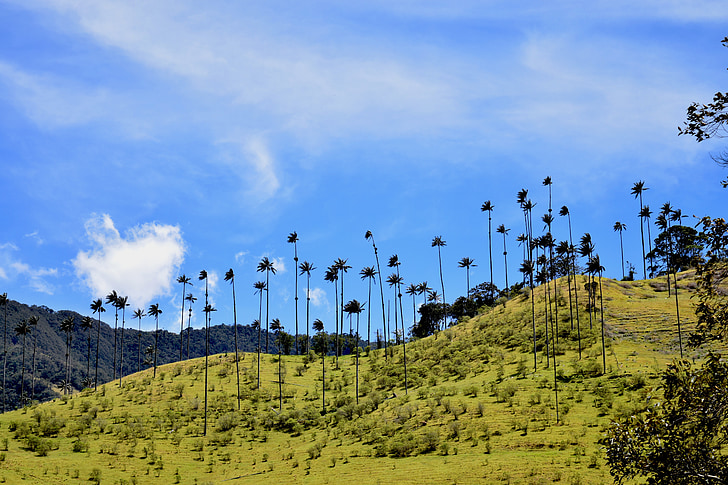 Valle, Cocora, Salento, silhouettes, Palma, montagna, verde