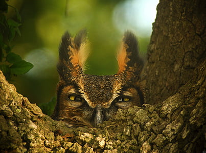 Great horned owl, portrets, putns, savvaļas dzīvnieki, vadītājs, seja, Raptor