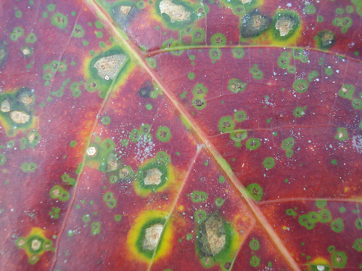 leaf, leaves, fungus, colorful, nature, close-up, macro