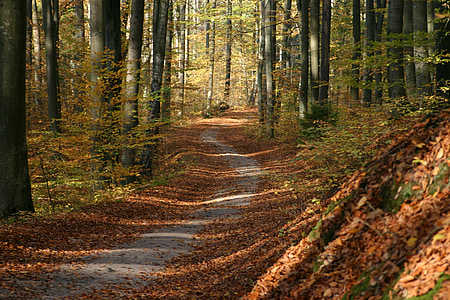 rudens, zaļumi, brūns, koks, dzeltens lapām, rudenī zaļumiem, zelta rudens