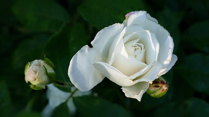 Роза, Розы белые, Bume белый, Блоссом, Блум, Природа, Роза Блум