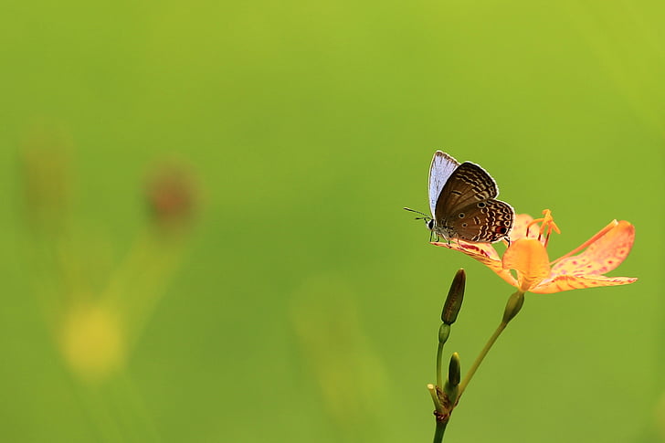 butterfly, flowers, the outskirts, insect, nature, butterfly - Insect, animal