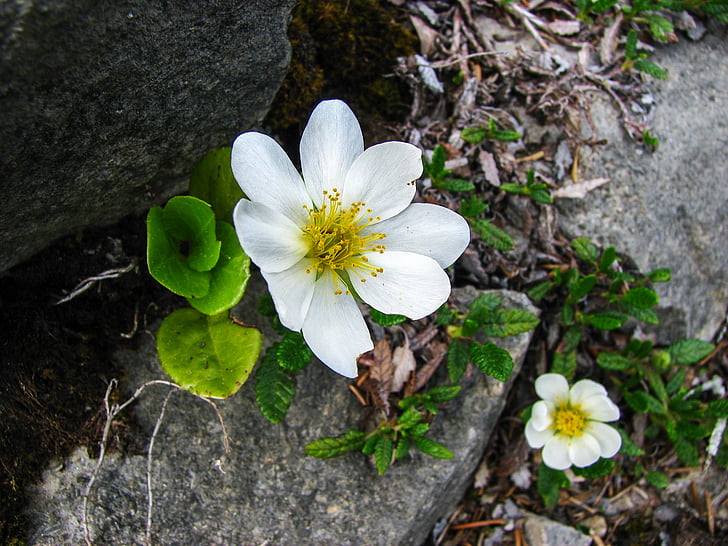 mountain avens, alpine flower, alpine flora, alpine plant, dryas octopetala, blossom, bloom
