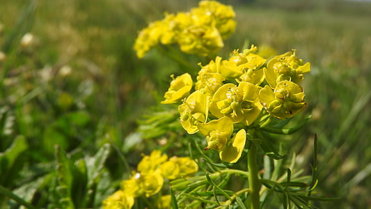 Eufórbia chvojka, Eufórbia, flores amarelas, Euphorbia cyparissias, flores comuns, inflorescência