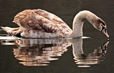 Swan, vatten, vit, vatten fågel, sjön, naturen, vit svan