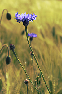 Albastrele, lanul de porumb, câmp, albastru, natura, flori, vara