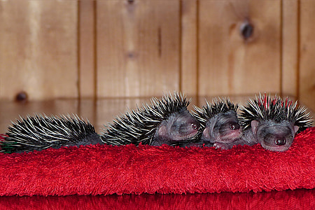 động vật có vú, hedgehog, erinaceus, trẻ, em bé, 1 tuần tuổi