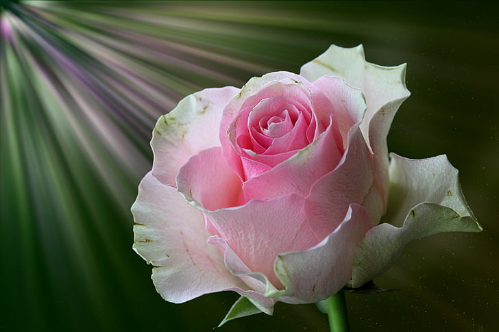 Rosa, floribunda, flor rosa, flor, flor, flors roses, rosa Rosa