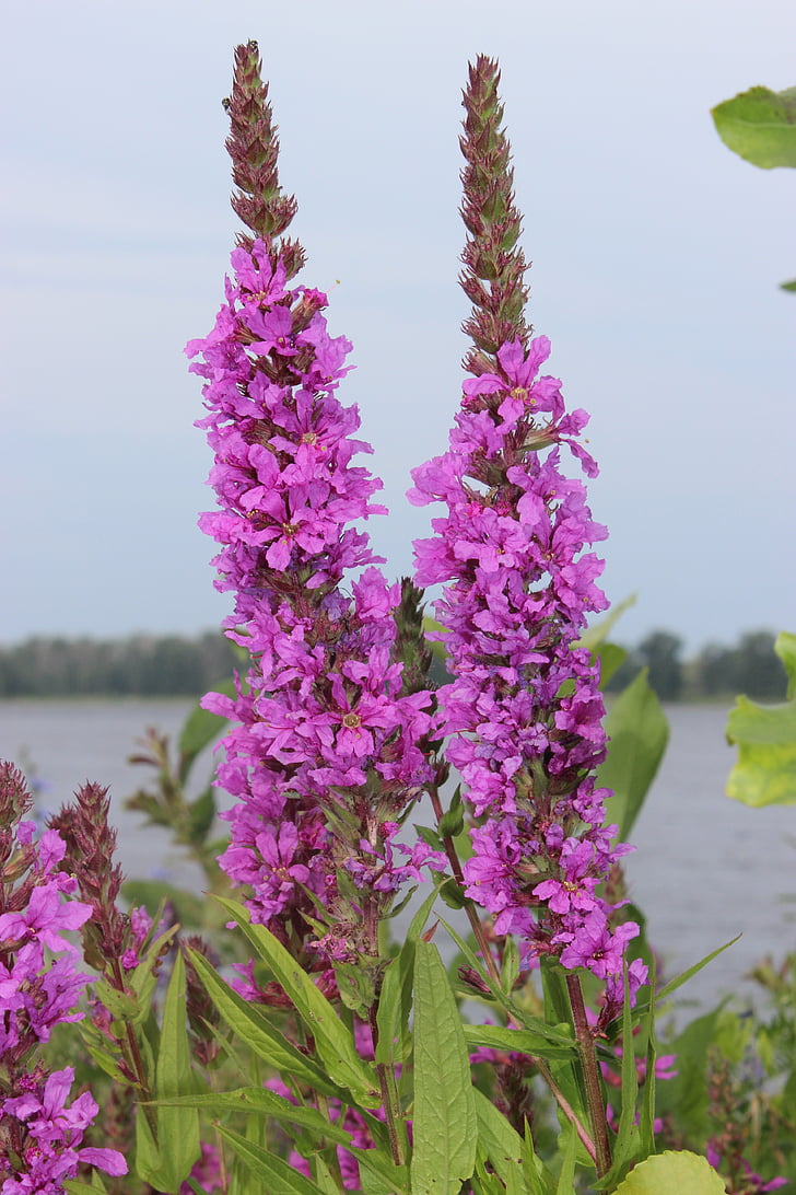 violetinės gėlės, prie upės, augalai, vasaros, makro, rožinė