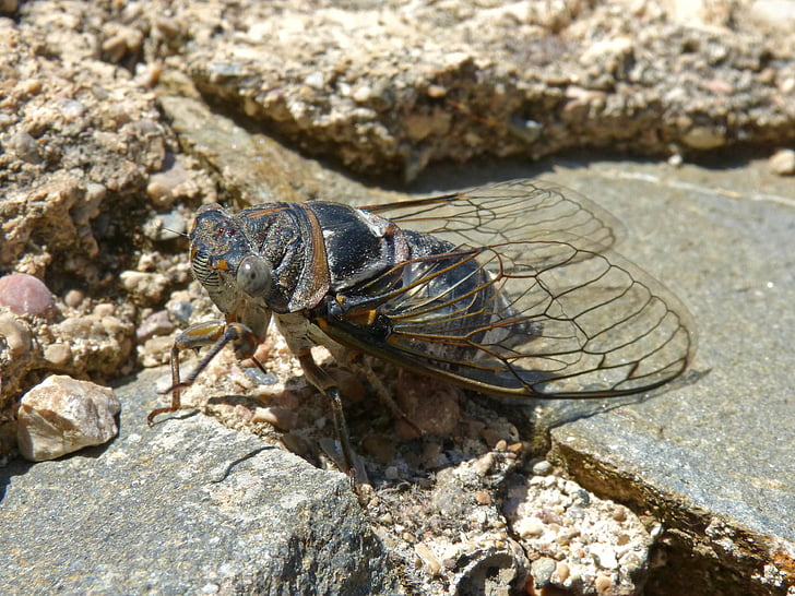 cicada, i cicádido, crayfish, summer cri-cri, insect, detail, nature