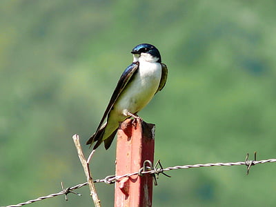 tree swallow, bird, swallow, fence, wildlife, nature, perched