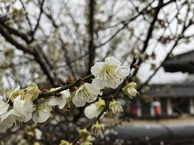 pear, korea, flower, outing, enjoy the spring, flowers
