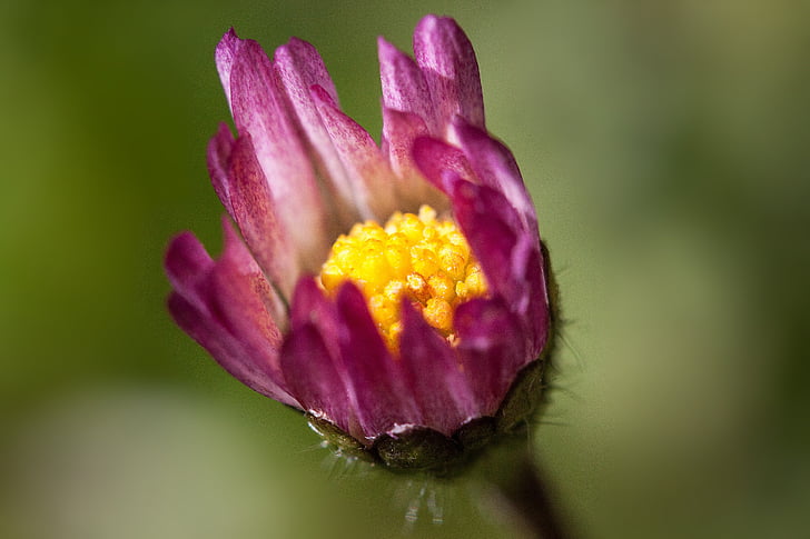Daisy, kwiat, Bellis filozofii, Tausendschön, monatsroeserl, m p, Mała stokrotka