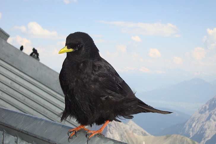Kajan, fågel, Mountain Kajan, Mountain bird, svart
