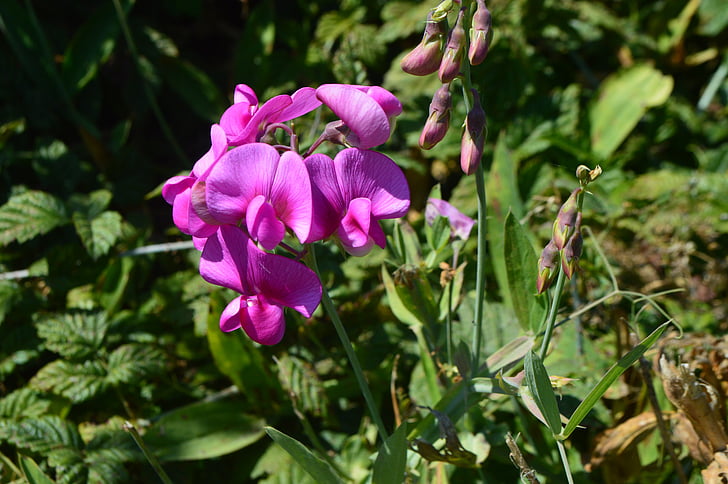Orchidee, Wilde Blume, Wild, Natur, Sommer, Flora, Botanik