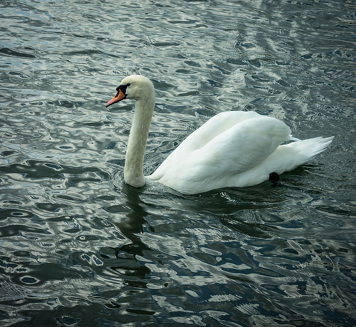 Swan, fågel, vatten