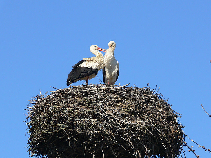Storch, Nest, Tierwelt, Natur, Vogel, Polen