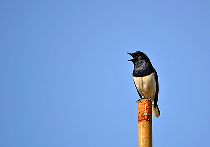 robin de Urraca, pássaro, pássaro cantando, vida selvagem, Sri lanka, mawanella, Ceilão