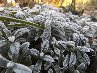 ice, cold, winter, gel, frost, nature, frozen leaves