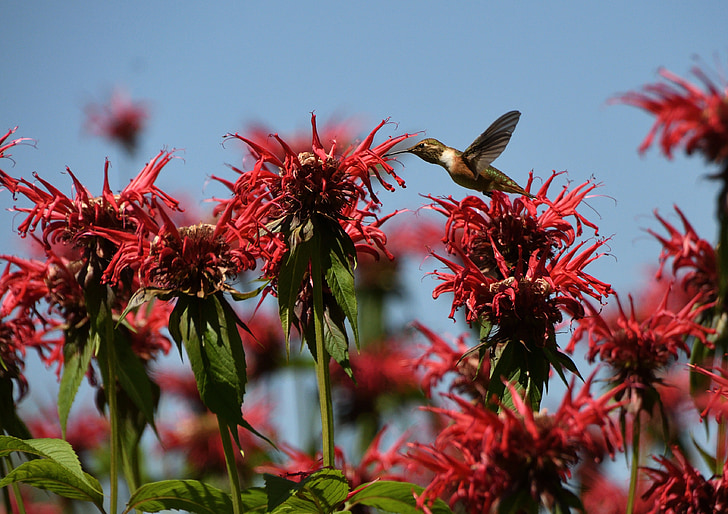 hummingbird, wild flower, bird