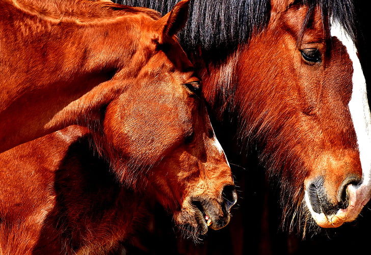 hester, vennskap, Horse stallen, shire horse, dyr, to, pferdeportrait
