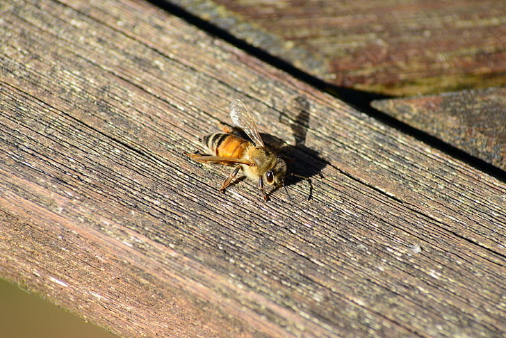 Bee, Buckfast-biet, honungsbiet, gyllene, insekt, sunning på trä, vingar