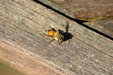 abella, buckfast abella, abella de la mel, d'or, insecte, prenent el sol sobre fusta, ales