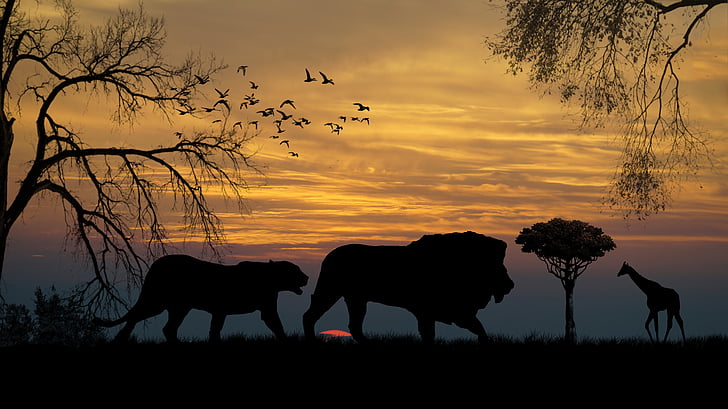 Lions, girafe, coucher de soleil, silhouettes