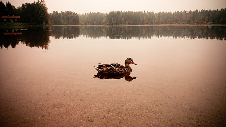 Duck, soos, ümbritsetud, puud, vee, jõgi, Lake