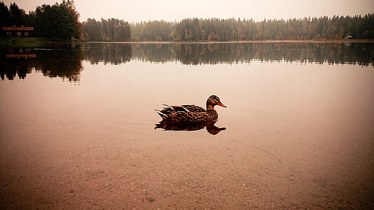 patka, močvara, u okruženju, stabla, vode, Rijeka, jezero