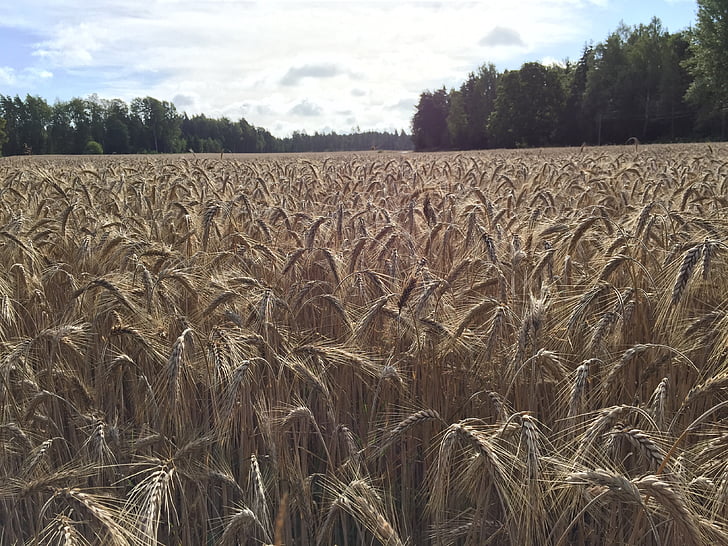 triticale, seed, agriculture, crop, nature, field, autumn