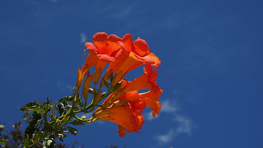 Stans, flor, floración, naranja, Campsis, trompeta de escalada, jazmín trompeta