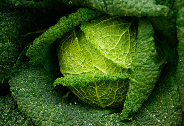 cabbage, green vegetable, freshness, garden, vegetable, leaf, nature