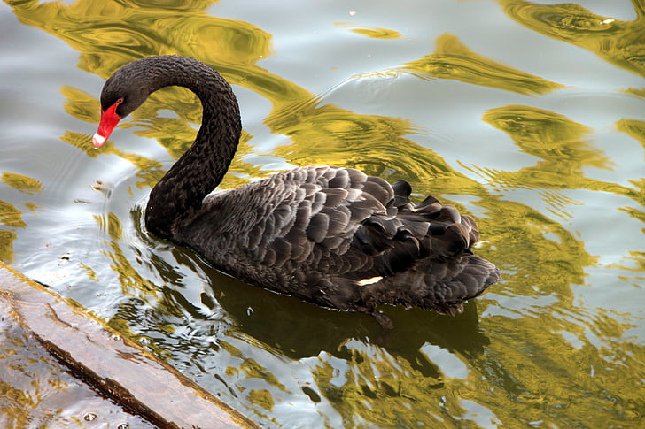 atratus, black, cygnus, lake, swan, swimming, water
