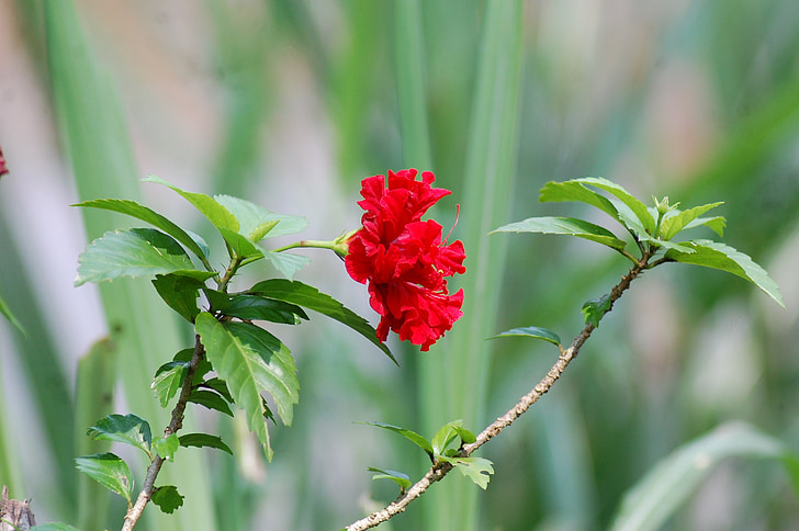 flower, camera, red, nature
