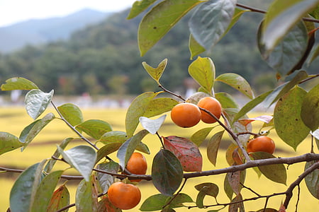 persimmon, efterår, frugt, høst