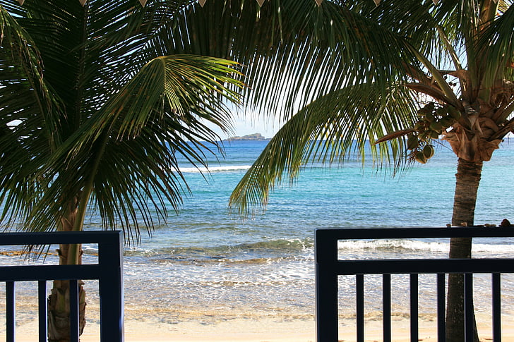 St barts, Palm, Karibien